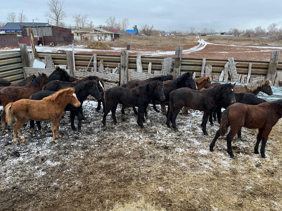 Продам жеребят по 280 находятся в городе