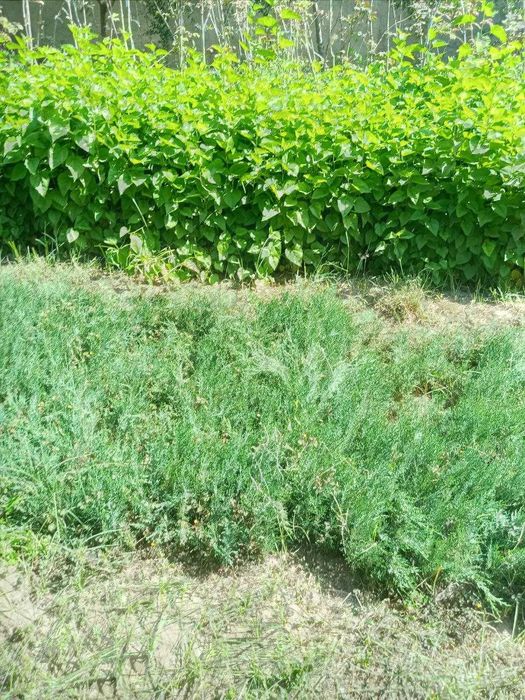 Можжевельник ва бошка турдаги кучатлари сотилади