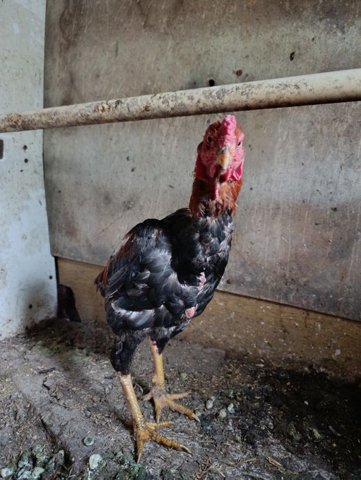 Продам Дакан Август