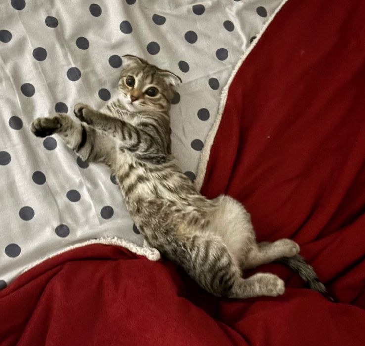 Котенок бесплатно