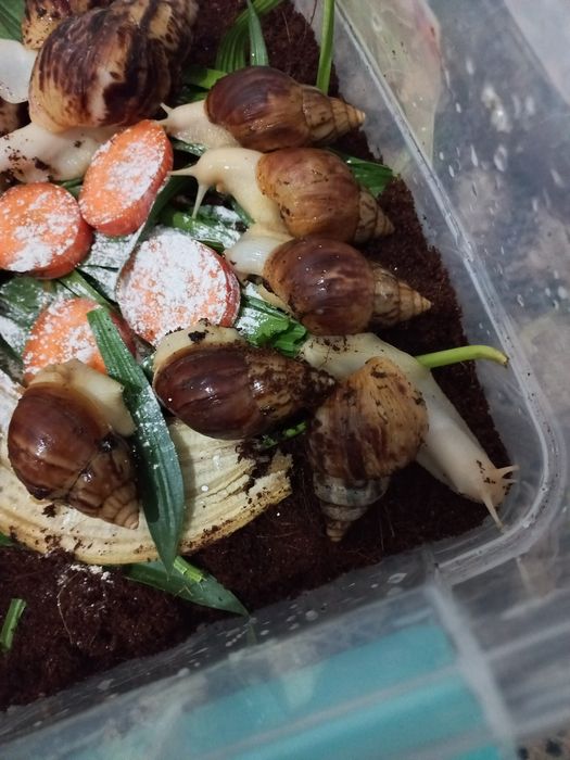 Ulitka sotiladi optom narxda, fulika albinos,Retikulyata albinos kosme