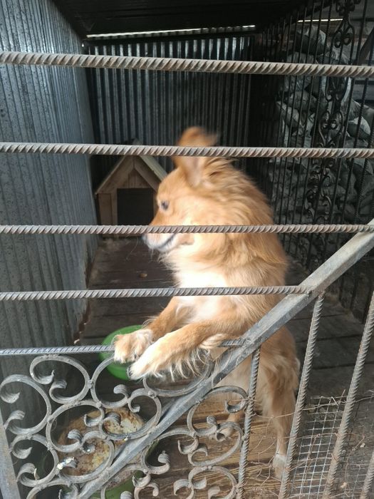 Отдам даром сабаку с домикам