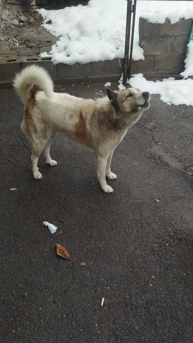 Лайка ищет жениха.