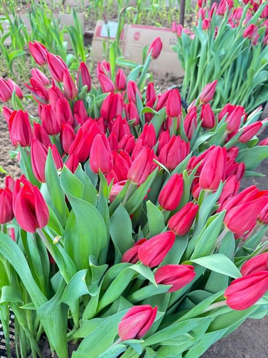 Продам тюльпаны оптом или в розницу