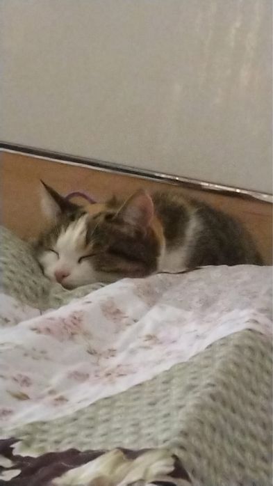 Отдам Кошку бесплатно