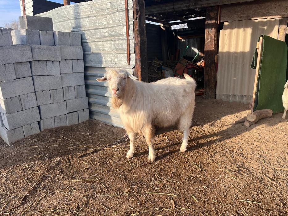 пішілген теке сатылады