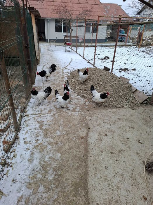 Gaini lakenvelder de vanzare