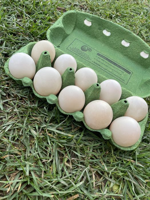 Ouă de rață proaspete – crescute natural Mioveni • OLX.ro