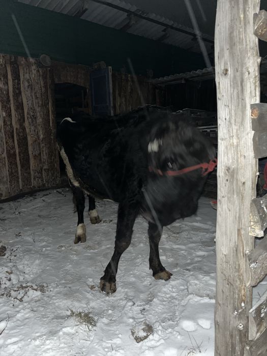 6 жасар сиыр сатылады