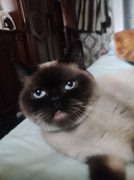 Продаются тайские котята