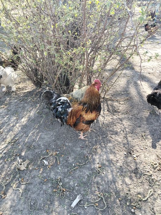 Продам хороших больших петухов