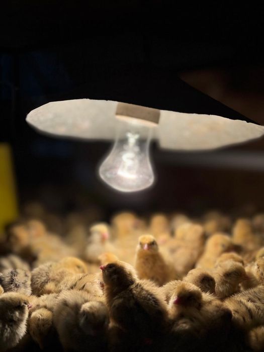 Цыплята Техасских перепелов