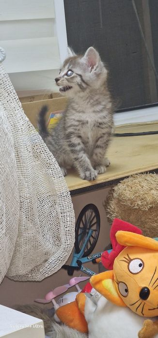 Отдам котёнка  бесплатно