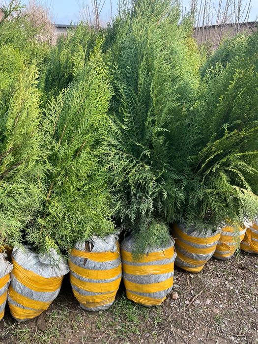 Продам саженцы оптом