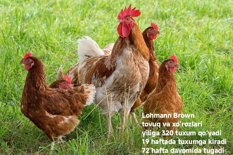 Tovuqlar olamiz !!! товук оламиз