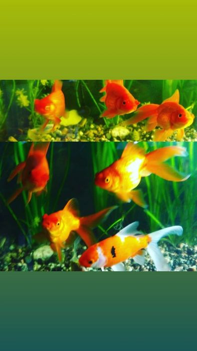 Карп кои(Навои Торайгырова)