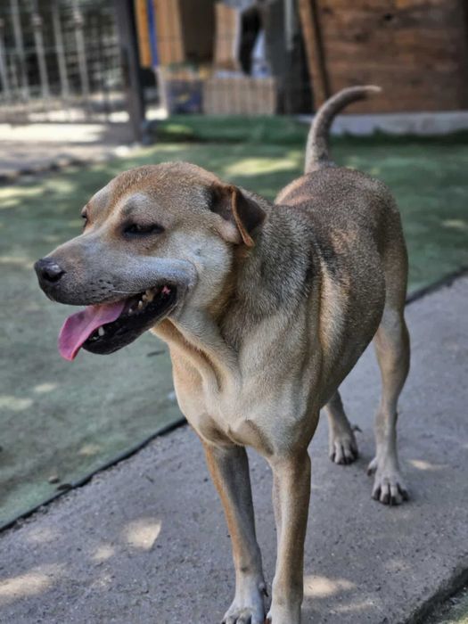 Ейнджъл - кучето, което търси дом