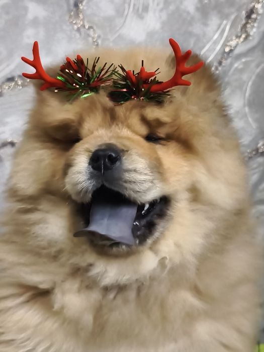 Продам щенят чау-чау