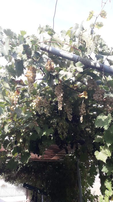 Toaletare pomi fructiferi, trandafiri și vie.