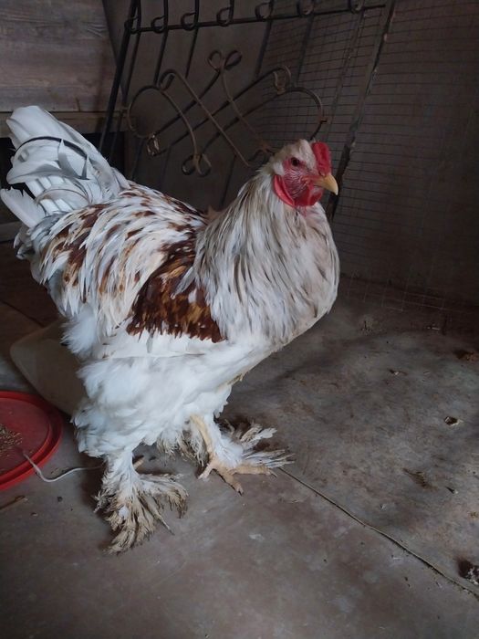 Яйца инкубaционные