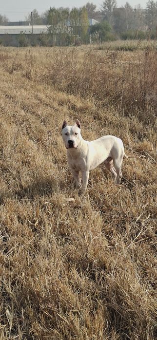 Vyazka uchun Amerkanskiy Pit bull