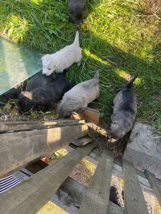 pui de Ciobănesc – își caută familii iubitoare
