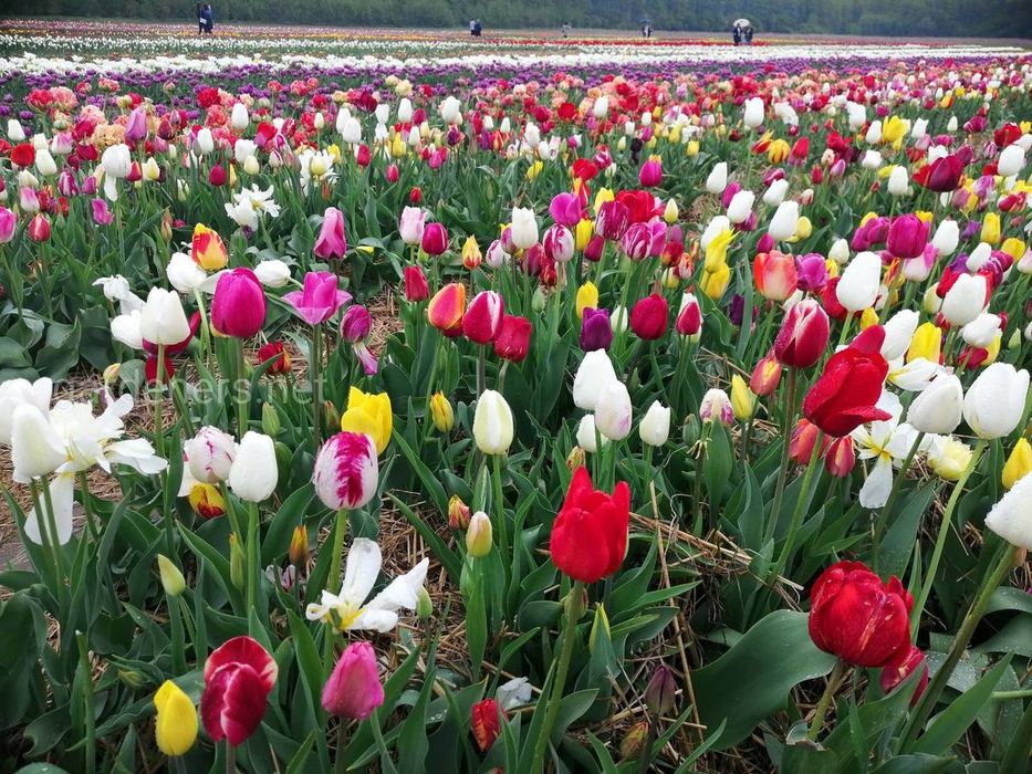 Луковицы тюльпаны акция