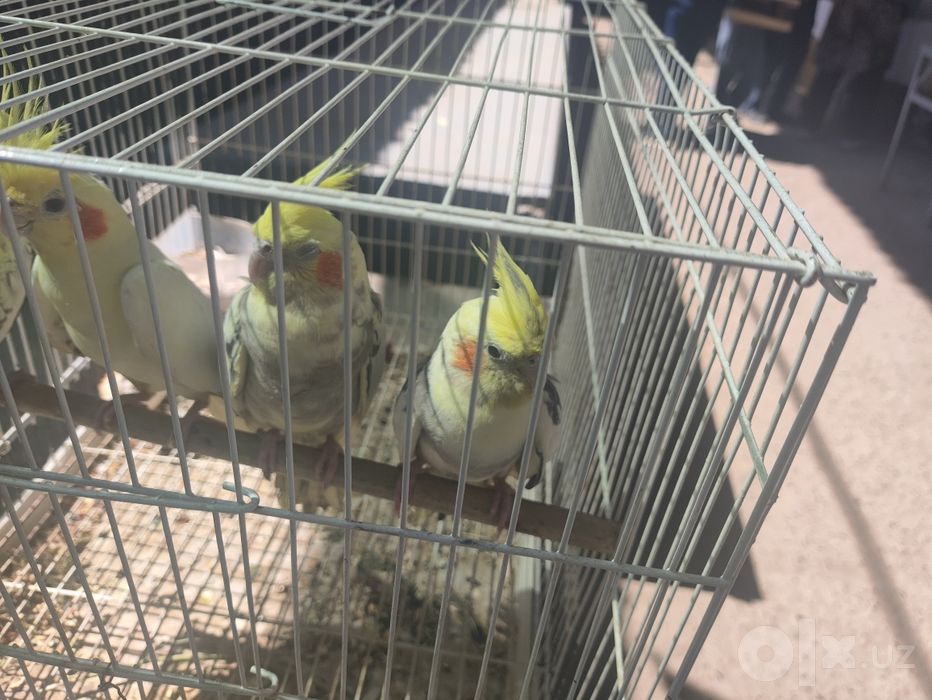 Подростковый возраст Корелла