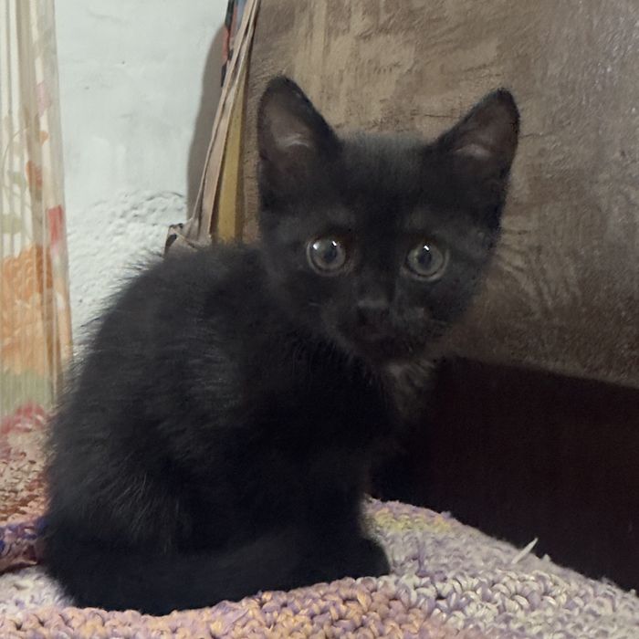 Кошечка в добрые руки