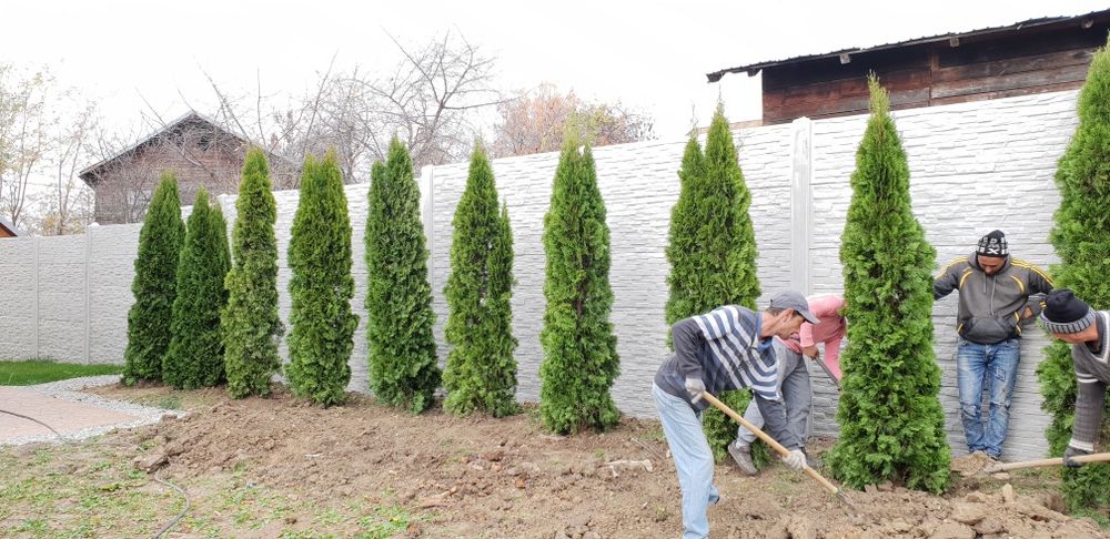 Vindem tuia smaragd de mai multe dimensiuni