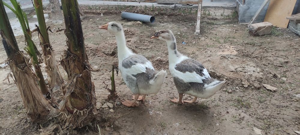 2 ёки 3 ойлик гоз оганимда 1 ойли гоз диганиди эгаси 1.5 бокдим