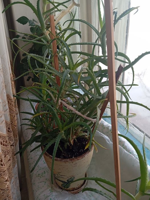 Продам Алоэ лечебный