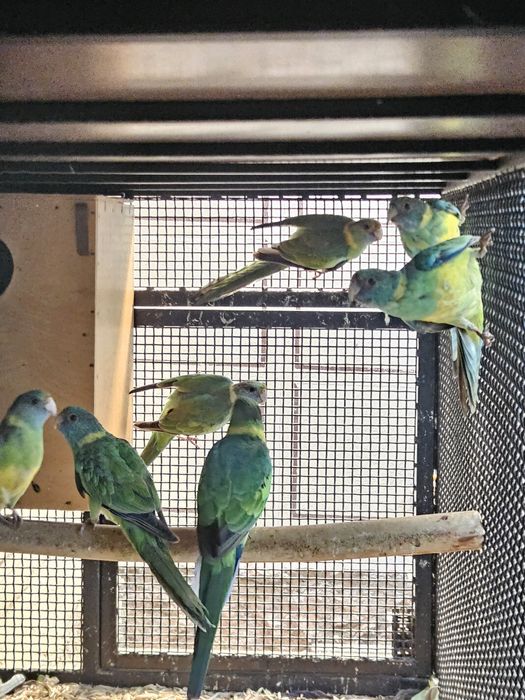 Продаются  розеллы бернарда