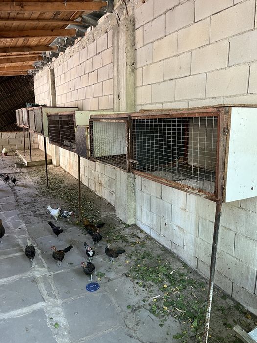 зайци за клане и разплод