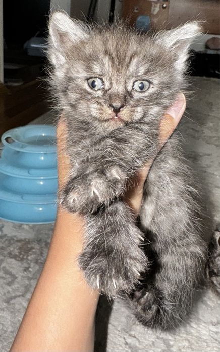 Котята бесплатно в добрые руки