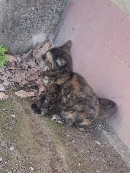 Котенок в семью!