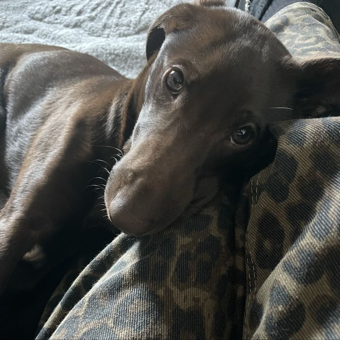 Помесь Лабрадора Ретривера