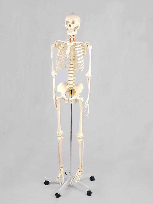 Schelet uman - Model anatomic - 180 cm, Studiu, Nou, Scoli, Licee, Universitati, Spitale