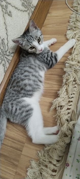 Мушук Киз бола совга киламан
