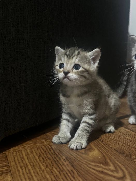 Продаются котята 1,5месяца