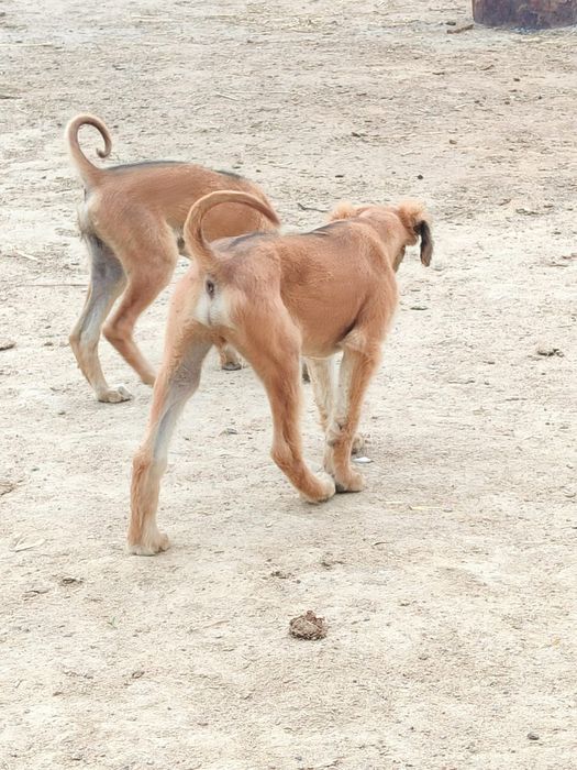 Тазы күшіктер сатылады