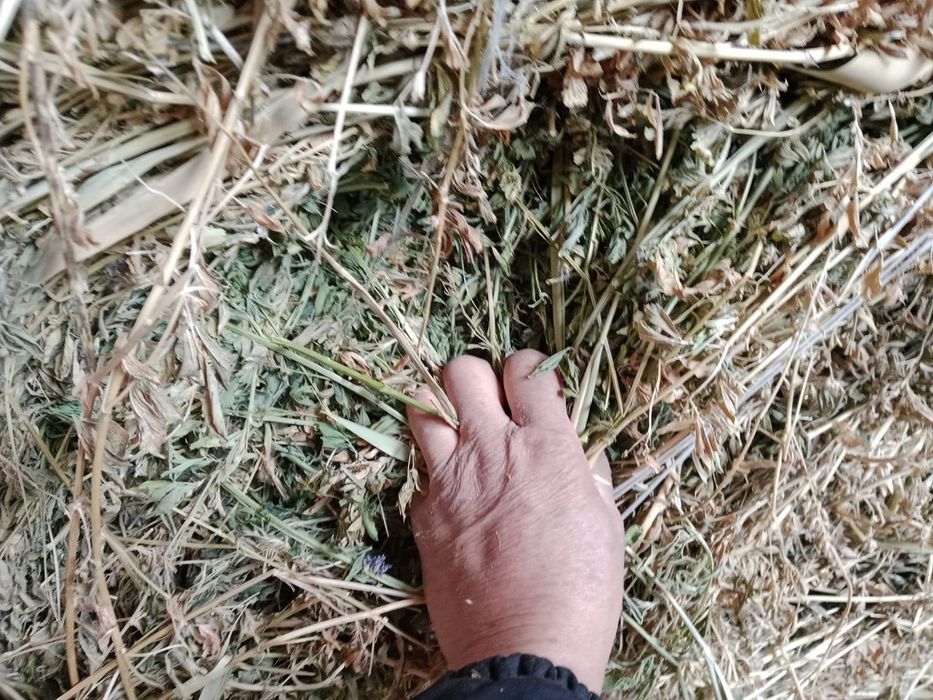 Продам сено люцерна второй покос