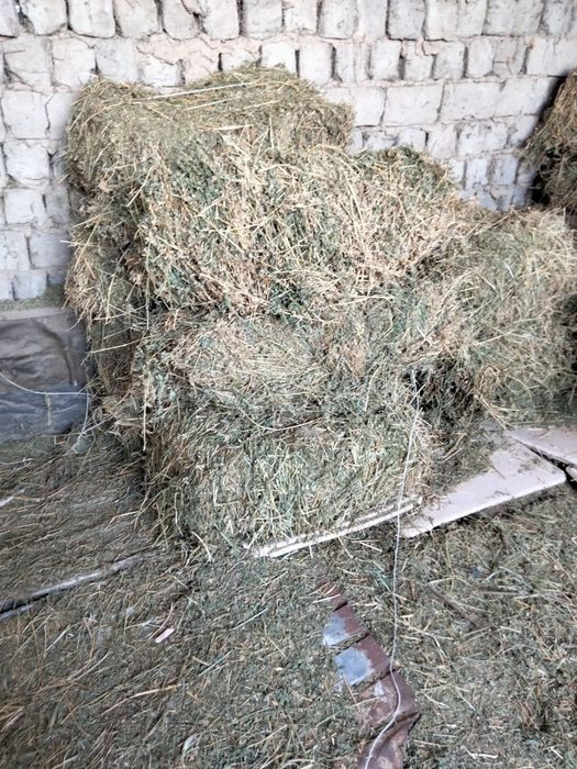 Пресс бар  таза жоңышқа