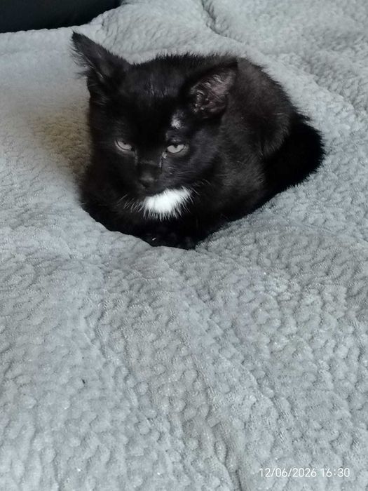 Котик ищет новый дом и хороших хозяев