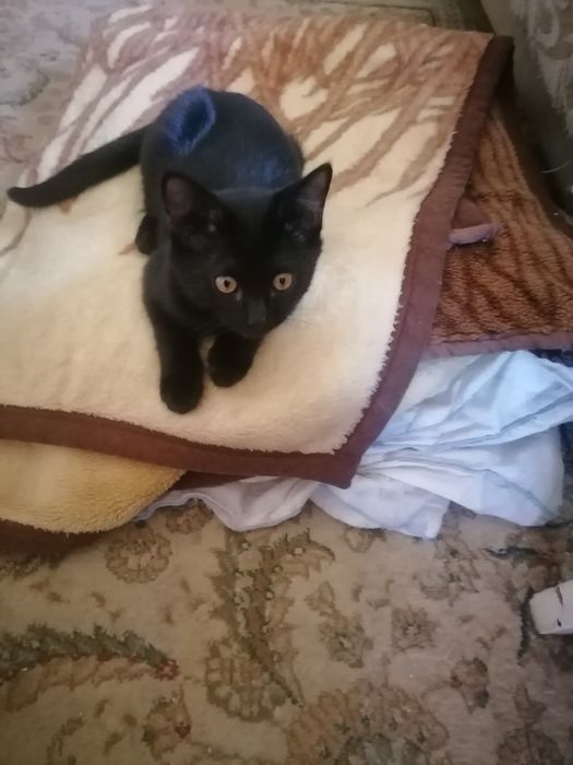 Котята бесплатно