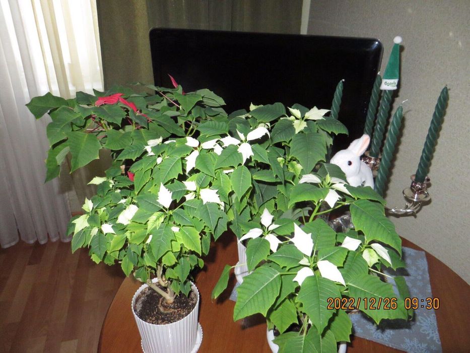 Пуансеттия белая