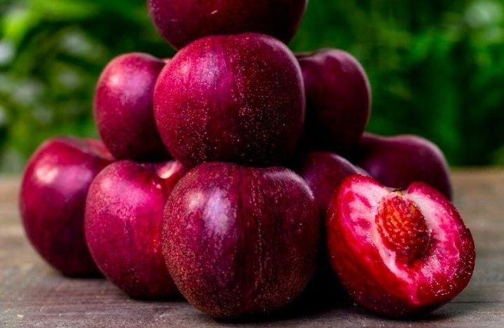 Nectarin Sanguine d'Auvergne la ghivece