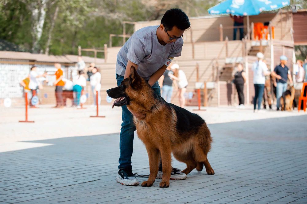 Немецкой овчарки щенки от Ирины Одинцовой