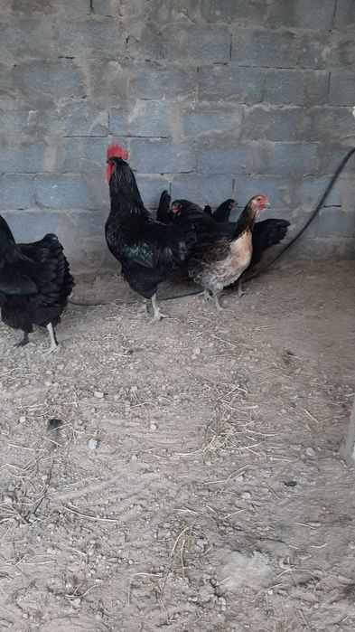 Инкубационное яйцо