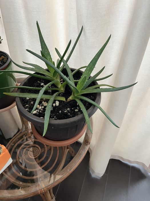 Vand flori in ghiveci